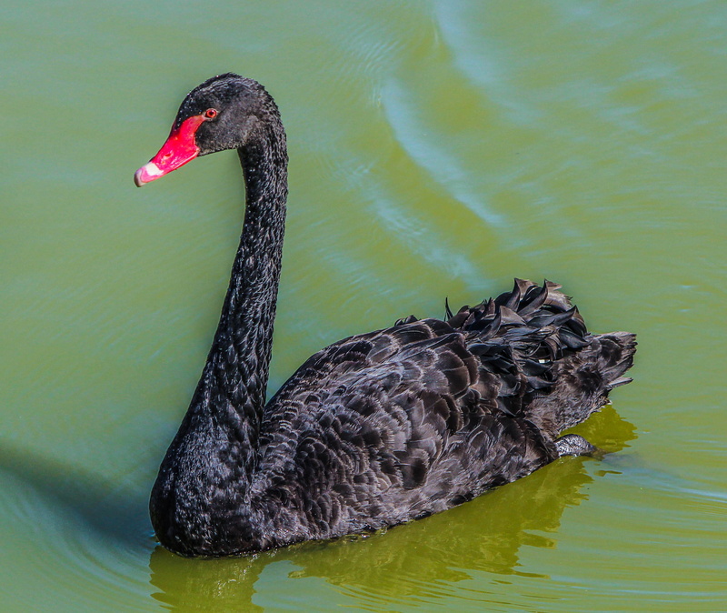 one animal, black color, creature, dom, swimming, outdoor, gray, fly, animal body part, 2K, lake, animal themes, water bird, majestic, wild, wings, swan
