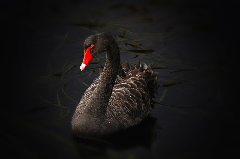 swimming, bird, underwater, one animal, body, cygnus atratus, animal, swan, birds, animals in the wild, waterfront, water, freshwater bird, wildlife, beak