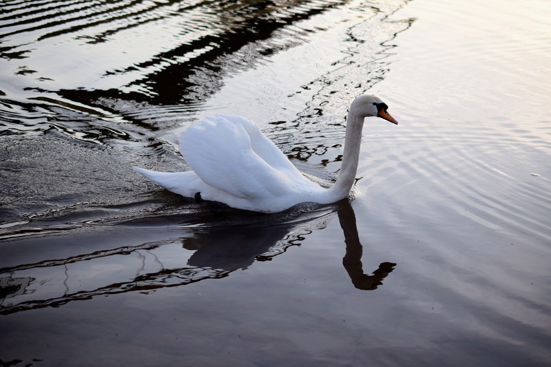 white color, head, animal neck, gooseneck, white, one animal, main, animal wildlife, water bird, waters, beautiful, vertebrate, animal, swimming duck, cygnus