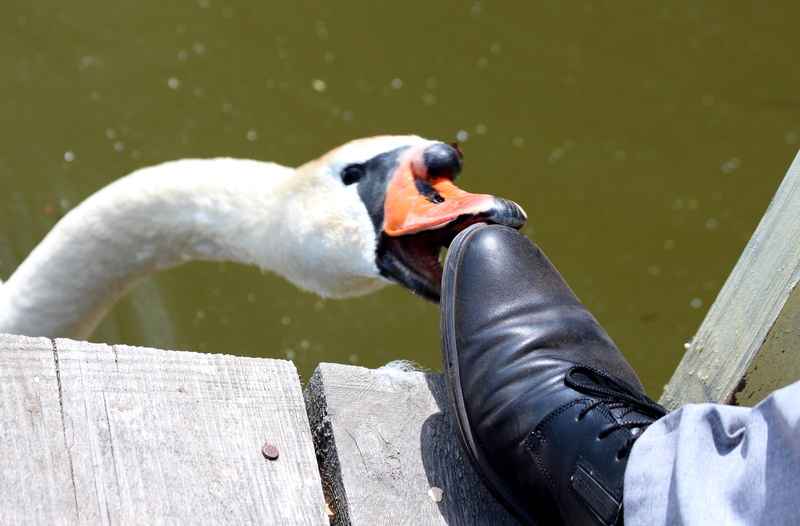 mute swan, a swan-shipun, lake, 2K, bird, animals of russia, water, one animal, shoe, summer, close-up, wild, day, feathered race, animals in the wild