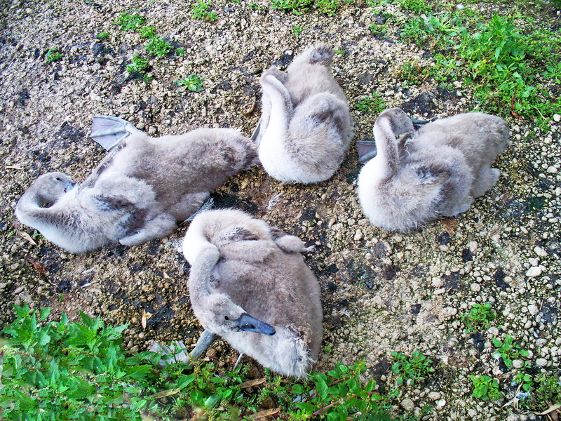 high angle view, swans, land, stoney bank, animal wildlife, nature, plumage, cygnus olor, animal family, grey, animals in the wild, waterfowl, domestic animals