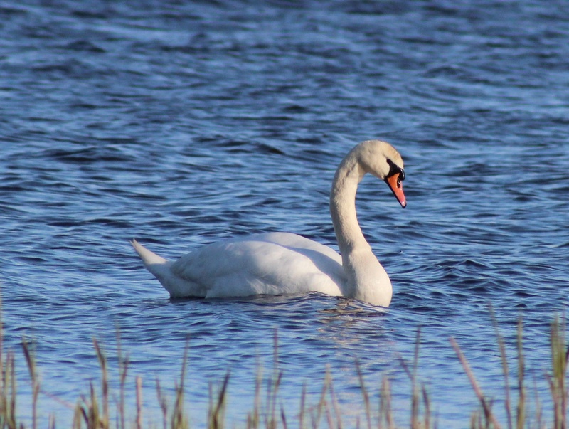 waterfront, beauty in nature, swimming, elegant, animal family, 1080P, swan, mute swan, day, waterfowl, feather, nature, water bird, animal themes, bird
