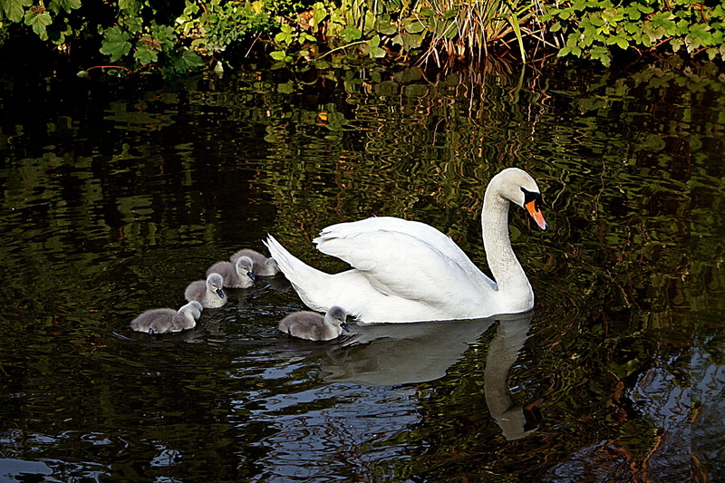 swim, natural, animals in the wild, animal family, zoology, lake, nature, reflection, floating on water, baby, waterfowl, animal neck, mute swan, cygnets