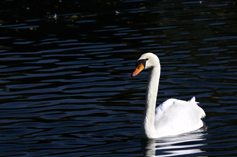 water bird, waterfront, bird, no people, outdoors, swimming, vertebrate, animal neck, lake, swan, animals in the wild, birds, day, new, animal wildlife