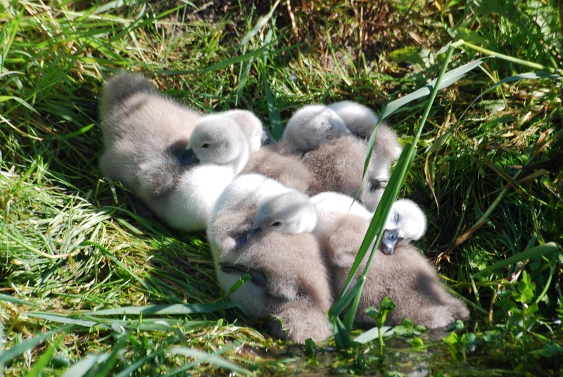 plant, animal, mammal, nature, riverbank, herbivorous, group of animals, cygnus olor, relaxation, cygnets, resting, animals in the wild, mute swan, cygnet