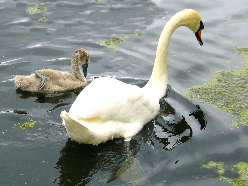 calm, no people, waterbird, 1080P, day, purity, swan, bird, water, peaceful, tranquil, idyllic, young animal, animal family, natural, floating on water