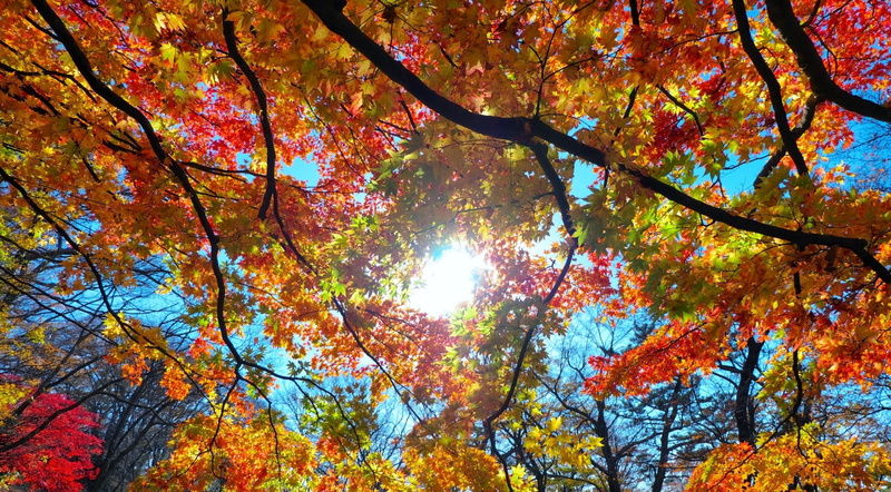 red, day, growth, tree, sunshine, idyllic, Seasons, yellow, Leaves, autumn collection, change, 2K, tranquility, Woods, low angle view, tree canopy, nature