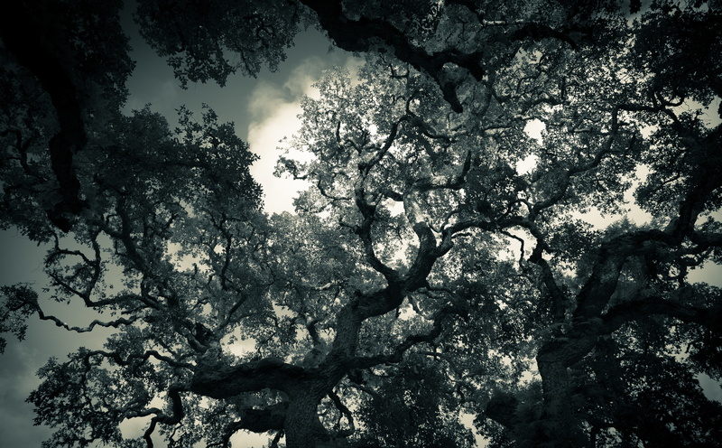 backgrounds, oak, leaf, Mark, beauty in nature, lookingup, branch, blackandwhite, gray, day, stone, 5K, growth, Photography, Dark, tranquil scene