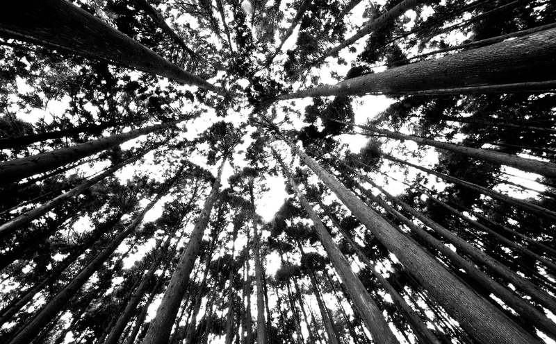 tall - high, blackandwhite, watching, tranquility, plant, beauty in nature, low angle view, re, day, talltrees, Dark, sky, land, bamboo - plant, Japan