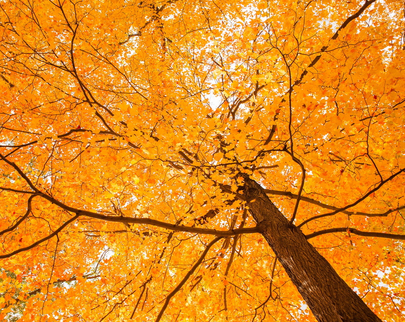 lookingup, change, plant part, day, no people, Tree, Leaves, nature, beauty in nature, Trees, growth, natural condition, Yellow, Seasons, orange color