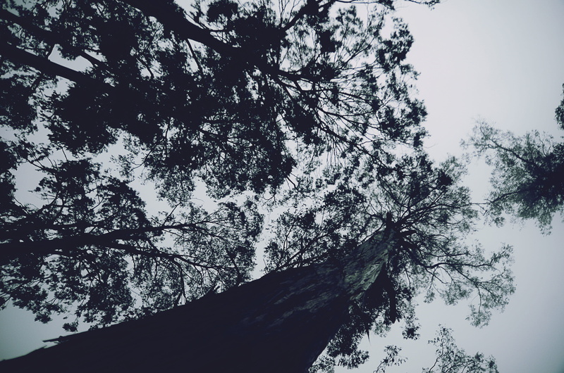 beauty in nature, scenics - nature, forest, low angle view, sky, no people, turnk, monotone, growth, trees, 4K, branches, outdoors, tree canopy, nature