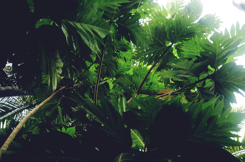 day, garden, herb, food and drink, tree, tranquility, forest, plant, foliage, goa, marijuana - herbal cannabis, green color, beauty in nature, cannabis plant