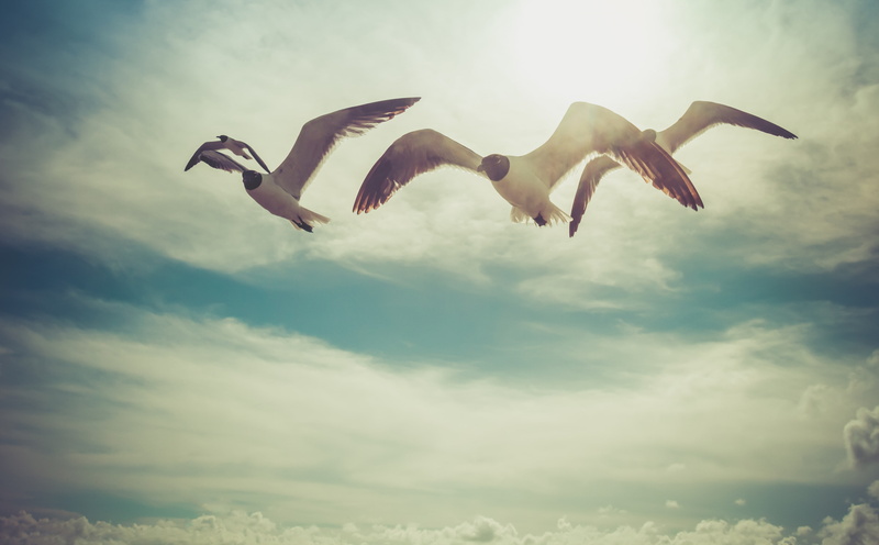 day, Clouds, Sunlight, group of animals, Coast, excitement, low angle view, freedom, scenes, Birds, Texas, nature, black, Flying, animal themes, Animals