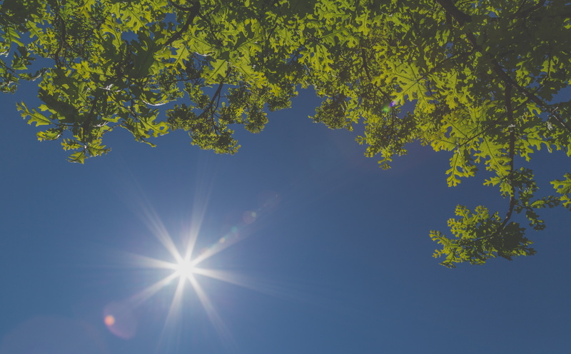 Blue, plant, lookup, clear sky, Backyard, Leaves, Warm, Tree, lyingonback, Green, lying, starburst, bright, Flare, sun, Sunny, sky, day, streaming, Texas