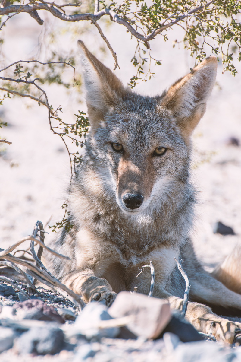 nature, outdoors, deathvalley, animal, portrait, dangerou, no people, sunlight, ground, hot, wildlife, field, land, shade, selective focus, close-up, fox