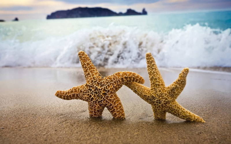 sea life, motion, animal themes, nature, beach, animals in the wild, land, sea, no people, marine, animal, horizon over water, 1080P, sand, animal wildlife