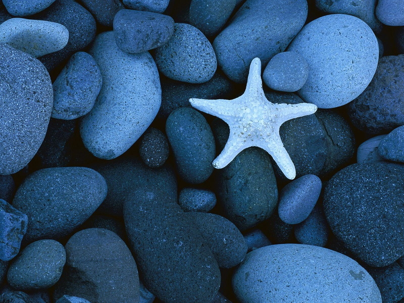 close-up, blue, abstract, animal, underwater, coast, rock - Object, stone - Object, land, star Shape, shape, sea, solid, design, starfish, sand, pattern