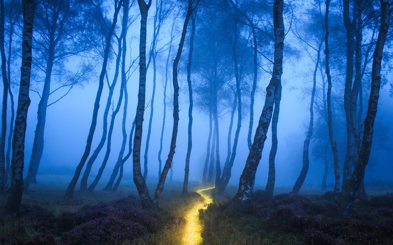 birch, 2K, woodland, landscape, no people, sky, fog, mystery, tranquility, plant, forest, land, light trails, non-urban scene, trunk, nature, scenics - nature