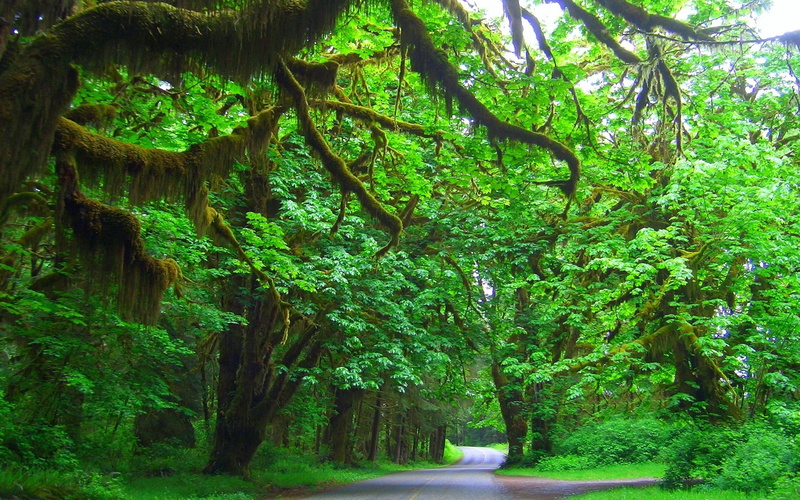 green, idyllic, road, no people, green color, growth, shrubs, tree, trunk, scenics - nature, tranquil scene, tree trunk, foliage, trees, nature, lush foliage