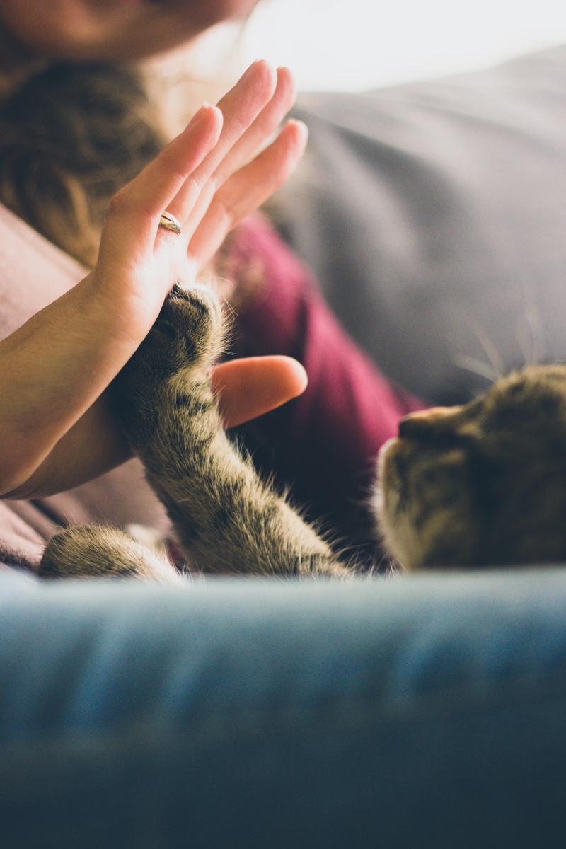 real people, feline, palm, vertebrate, pets, s, one animal, touching, pet owner, friend, animal themes, furniture, paw, one person, pet, bed, cute