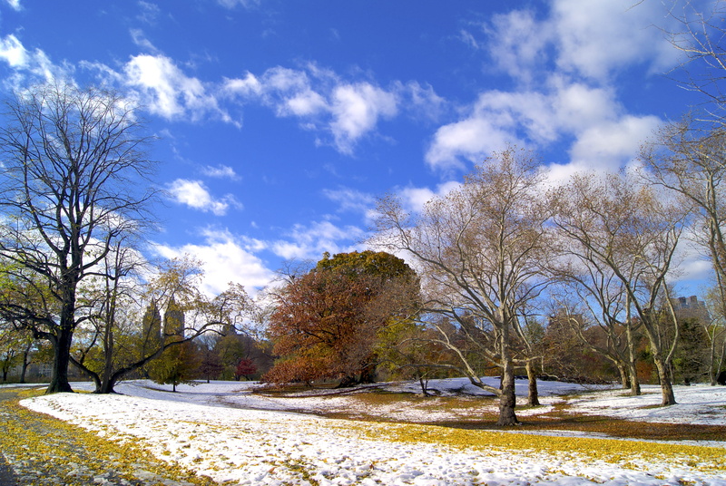 newyork, snow, plant, ny, field, new york, cold, tree, central park, white color, tranquility, land, 4K, no people, cityview, tranquil scene, sky, centralpark