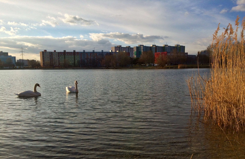 animal themes, bird, cityscape, architecture, no people, cloudy sky, nature, water, swan, swans, built structure, outdoors, vertebrate, lake, animals, day