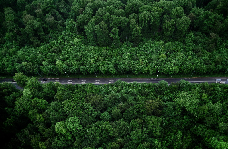 nature, land, outdoors, aerial shot, forest, trees, growth, eye, scenic, dark green, birds eye view, plant, tranquility, scenics - nature, green color