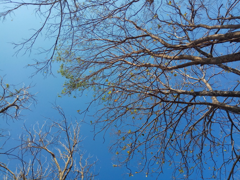 tranquility, special region of yogyakarta, growth, day, sunlight, branch, 4K, directly below, clear sky, trees, outdoors, bare tree, low angle view, blue