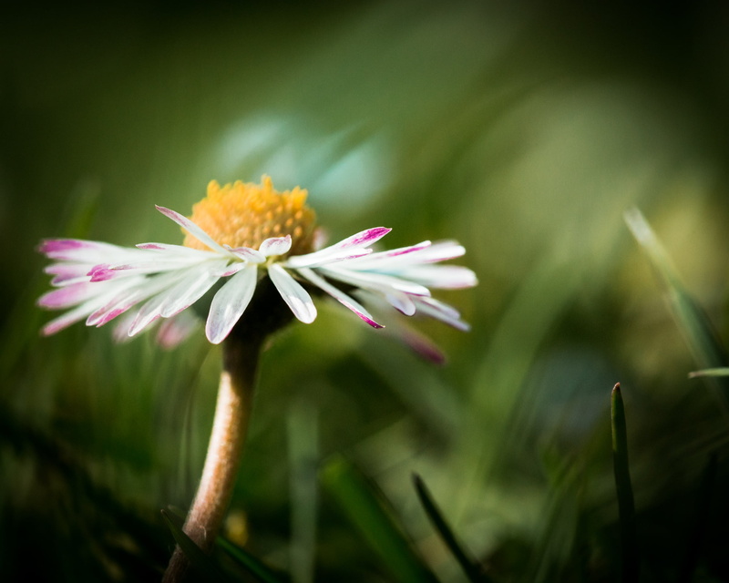 europe, plant, Europa, white daisy, depth of field, digital, show, EOS, image, mm, fullframe, lens, Maisach, grass, flower  garden, white, photography