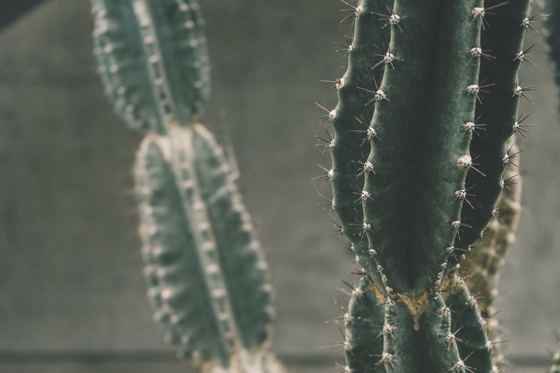 outdoors, musical instrument, botanical, greenery, apparel, greenhouse, clothing, day, photography, thorn, rubber eraser, focus on foreground, prickley