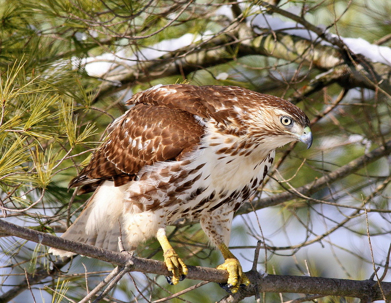 forest, Bird, buzzard, hawk, red, branch, 1080P, Nature, red-buzzard