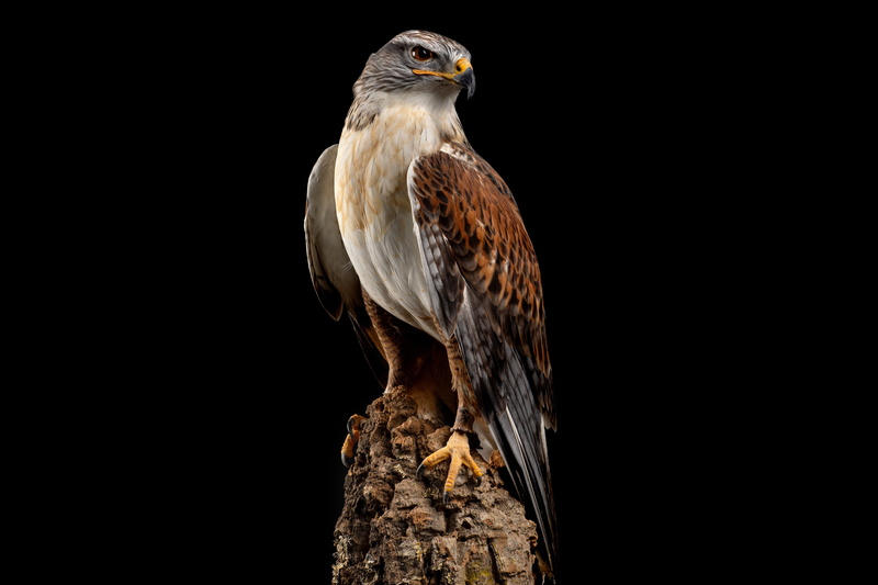 dark out, predator, Royal Buzzard, 5K, bird