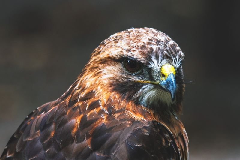 animal themes, hawk - bird, animal eye, animals in the wild, buzzard, bird of prey, eagles, bird, eagle, animal body part, birds, nature, vertebrate, 4K