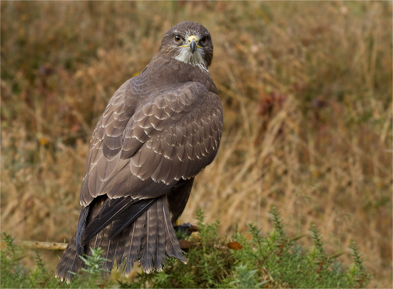 buzzard, 1080P, Bird, predator, hawk eyes