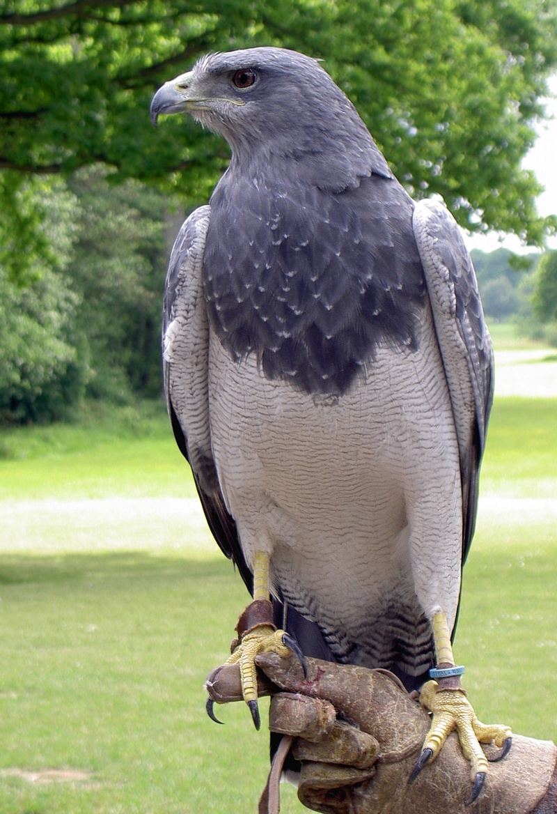 black, close-up, 1080P, buzzard, one animal, animals in the wild, chested, nature, grass, vertebrate, perching, focus on foreground, bird, eagle, plant