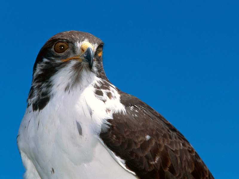 white, blue, animal wildlife, looking, falcon - bird, one animal, hawk, nature, no people, augur, buzzard, animal body part, day, Animals, eagle, brown