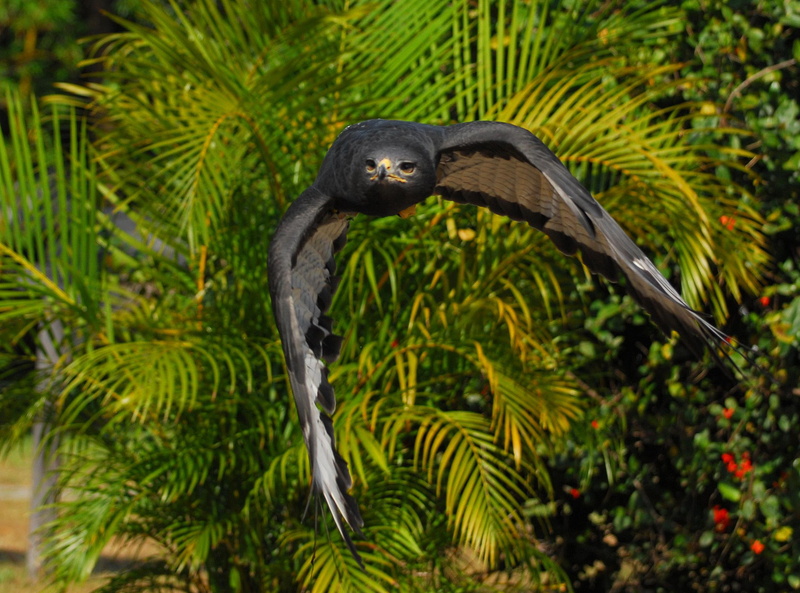 flight, wings down, animals, beak, buzzard, head, palmleaf, augur, eyes, 1080P, prey bird