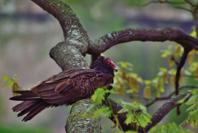 nature, buzzard, turkey vulture, ontario, selective focus, animal, 5K, tree, animal themes, raptor, animals in the wild, bird, zoology, focus on foreground