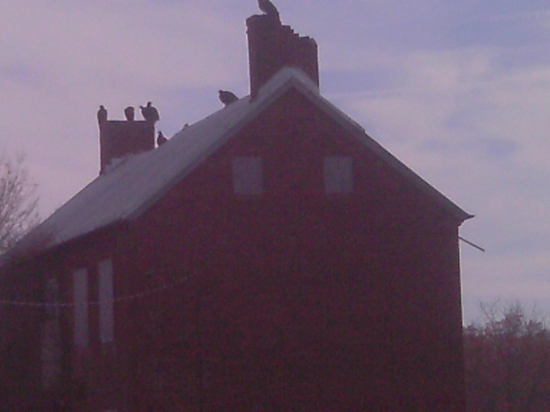 chimney, brick, brown, animals, painted, buzzards, 1080P, house