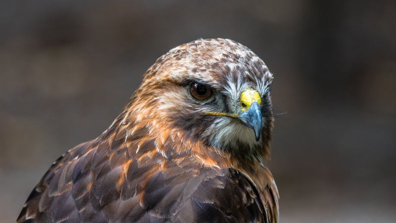 animal eye, animal themes, 5K, buteo buteo, beak, bird of prey, one animal, bird, animals in the wild, outdoors, wild, looking away, hawk - bird, animal