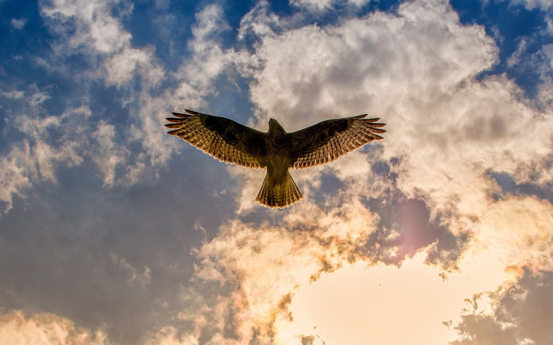 one animal, 720P, vertebrate, low angle view, buzzard, nature, bird, sky, flying, cloudscape, animal themes, mid-air, spread wings, no people, eagle, flight