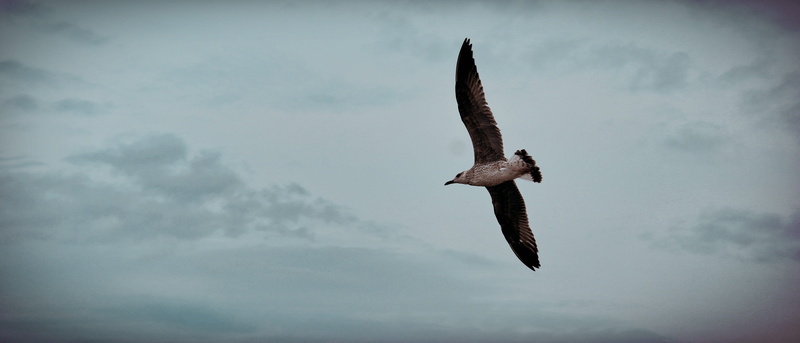 seagull, hawk, swallow, day, animal wildlife, clouds, pelican, kite bird, spread wings, cloud - sky, animals in the wild, minimal, animal themes, vulture