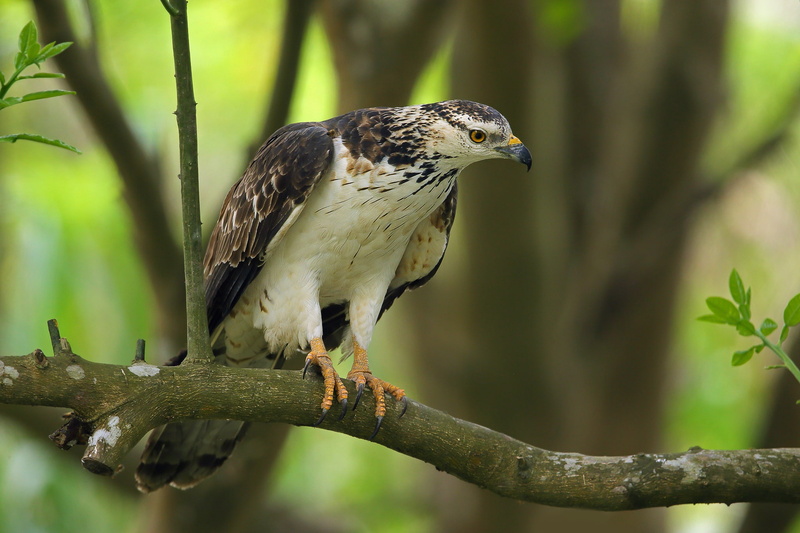 Oriental honey Buzzard, 1080P, predator, tree, birds, crested honey Buzzard