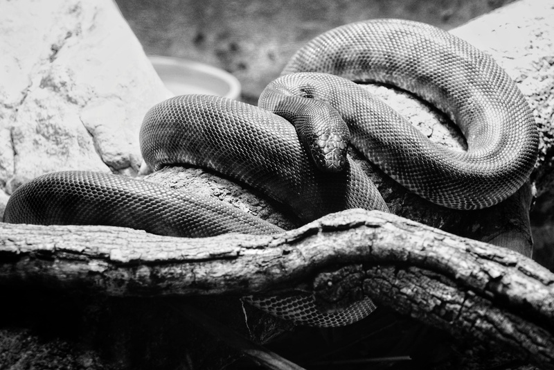 animals in the wild, animal wildlife, green snake, animal scale, one animal, animals in captivity, vertebrate, rock python, animal head, hawk, finch, hardwood