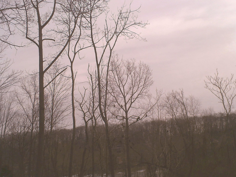 3d and abstract, 2K, buzzards, lavender, tree, sunset