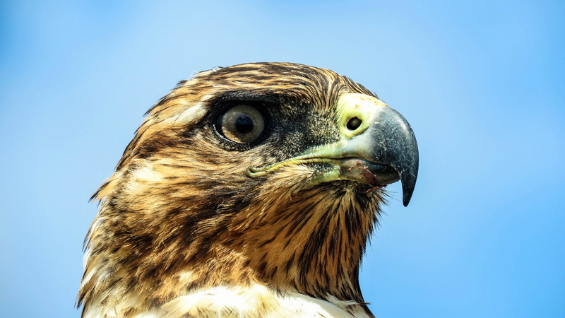 animal body part, close up, nature, vertebrate, beak, animal, one animal, bird, bird of prey, galapagos, clear sky, eagle, hawk - bird, animal eye, focus on foreground