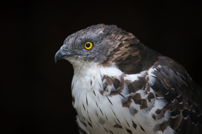animals Hunting, brown, European Honey Buzzard, honey, animal Wing, animals In The Wild, animal, nature, bird of Prey, hawk - Bird, Wildpark, pernis apivorus
