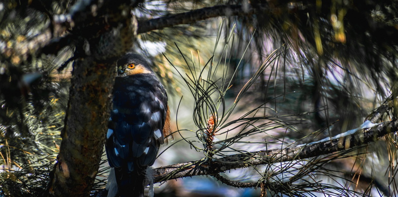 no people, conifer, animal wildlife, trees, jay, snow, one animal, bird of prey, bird, focus on foreground, winter, slate, day, branch, black, plant, eagle