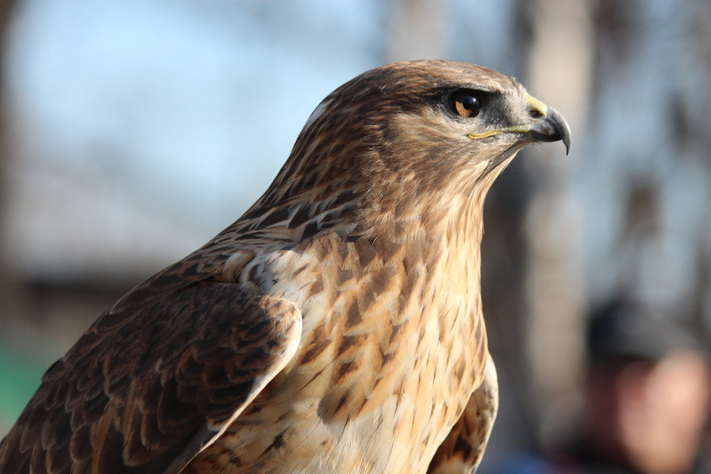 side view, animal body part, long-legged buzzard, bird, brown, animal, no people, looking, eagle, focus on foreground, eye, animal head, buteo rufinus