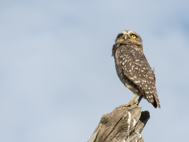 cliff, buzzard, one animal, sky, eagle, animal, birds, pearching, bird, focus on foreground, animal themes, black, owl, perching, vertebrate, wood - material